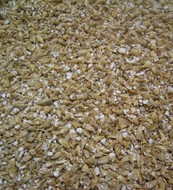 Broken barley grain